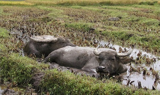 Verduurzamen veehouderij & kaasboerderij