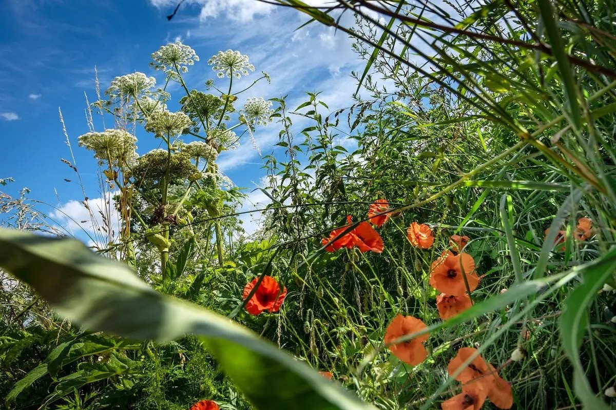 Biodiversiteit: Ontwikkelen van milieuvriendelijk bermbeheer